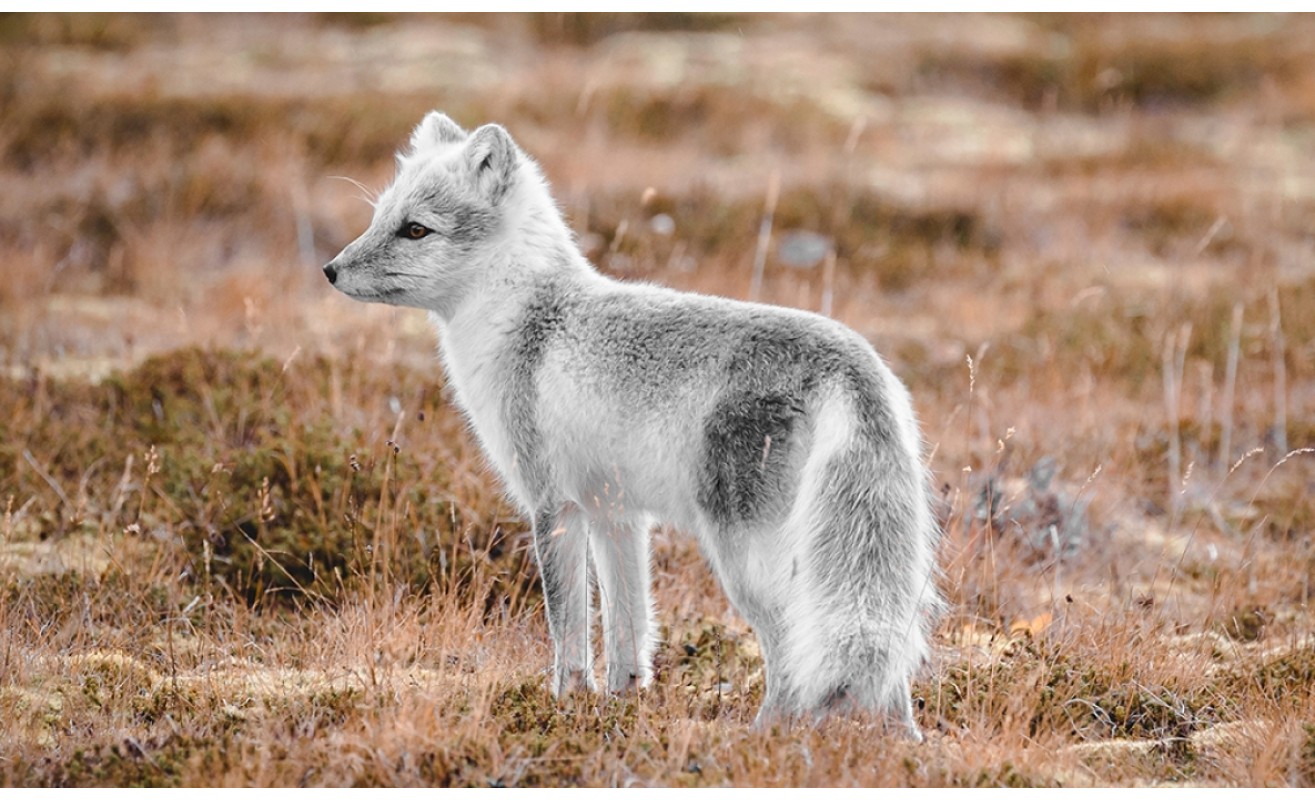 Arctic Fox Initiative